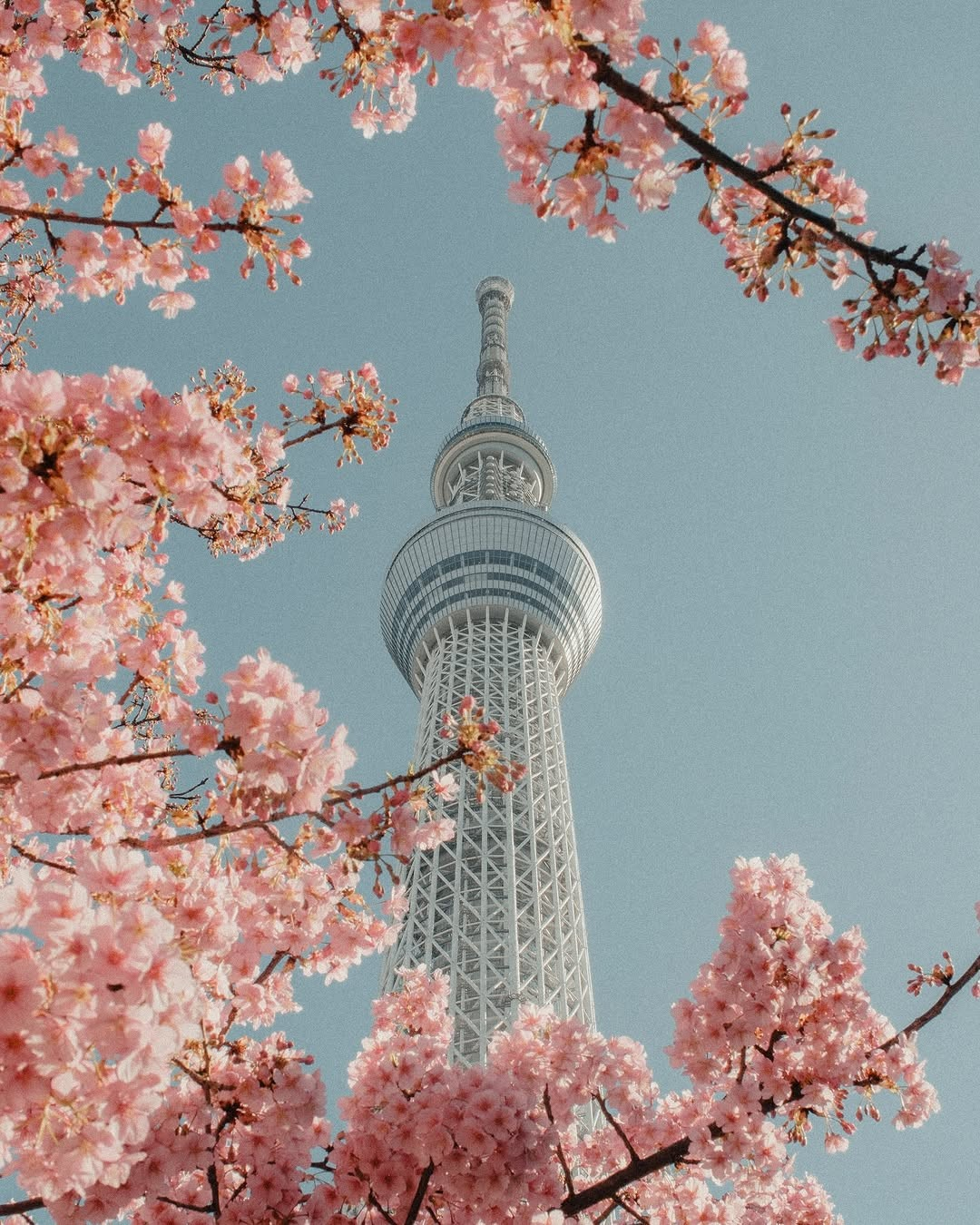 Tokyo Skytree with cherry blossoms